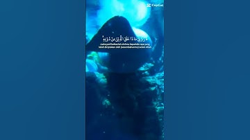 سبحان الله😍 #قران_كريم #آيات #تجويد_القرآن #تلاوة #قرآن #تلاوات_نادرة #تلاوة_هادئة