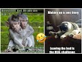 funny memes that will make you laugh #35 || funny animal memes ( part 6)