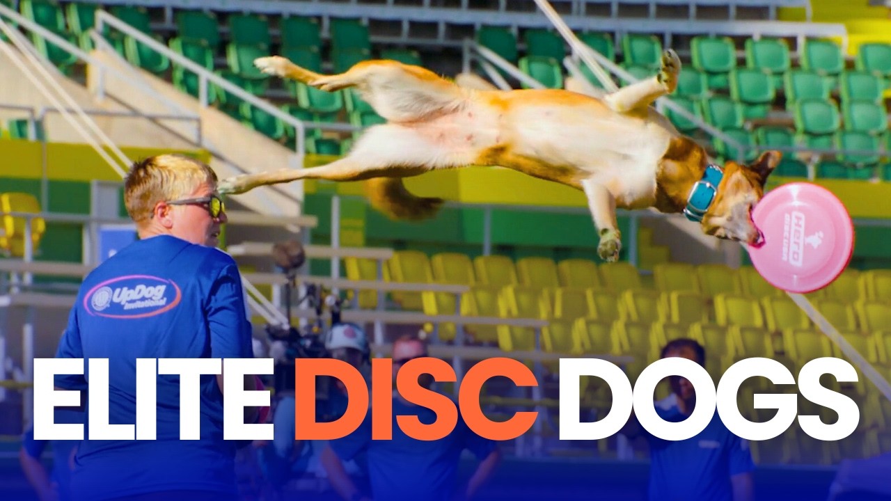 90 Yard Catches & Crazy Tricks | 2025 AKC UpDog Invitational Presented by GEICO