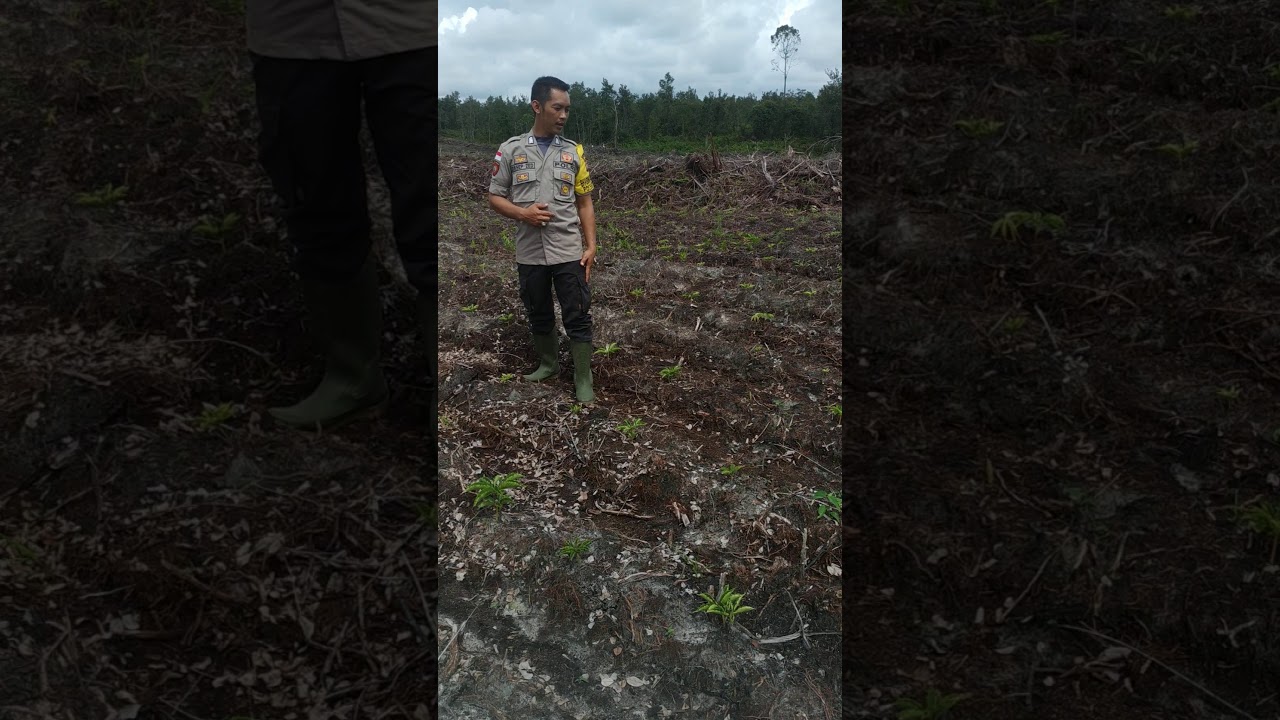 Tanaman Porang Di Jambi / Tanaman Porang di pupuk ...