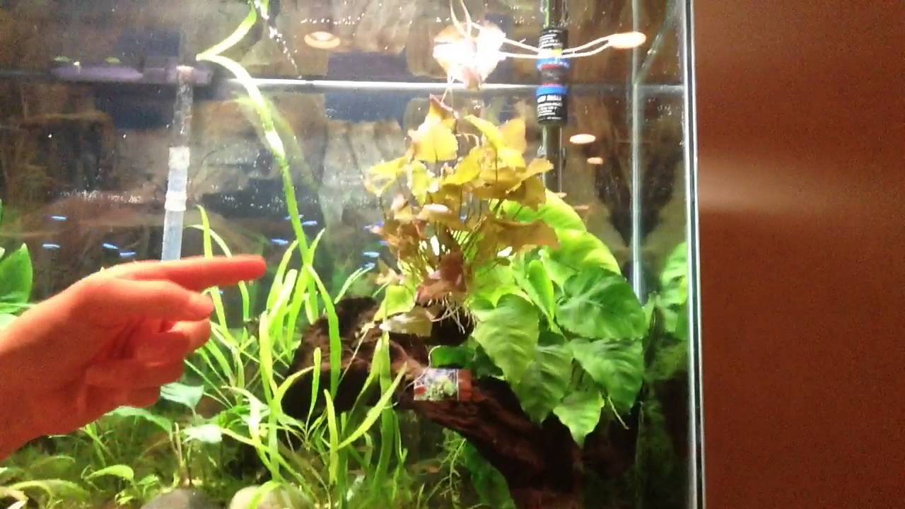 hardy plant species red