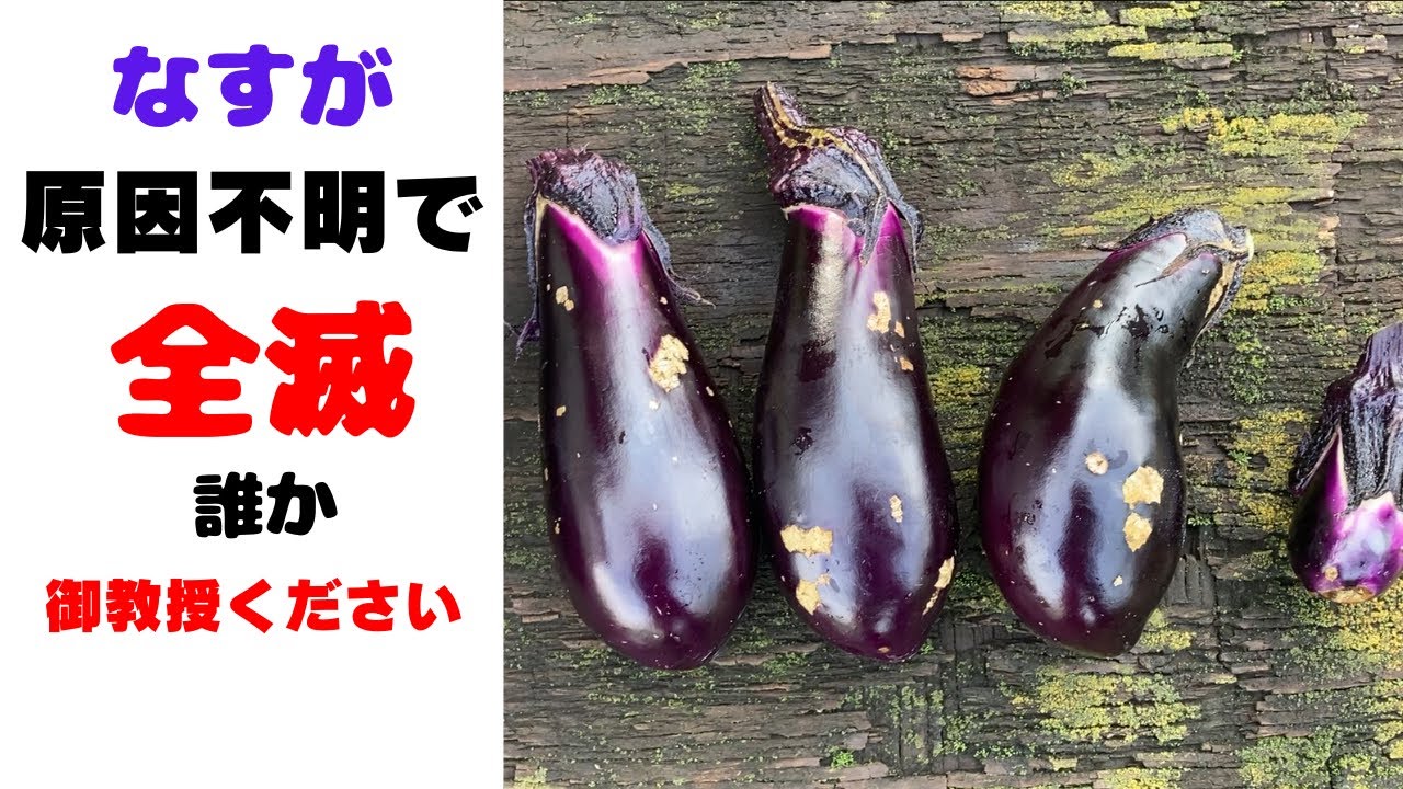 なすが原因不明で全滅です誰か原因を教えてください - YouTube