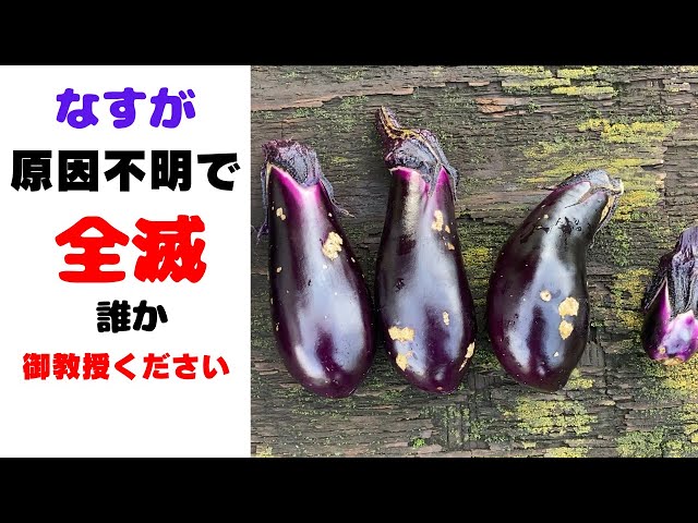 なすのへた (他の方には発送できません) sddefault.jpg
