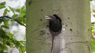 Spring Birding Belgium  May / June 2021