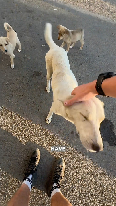 The street dogs are ear tagged by aggression level in Armenia 🇦🇲