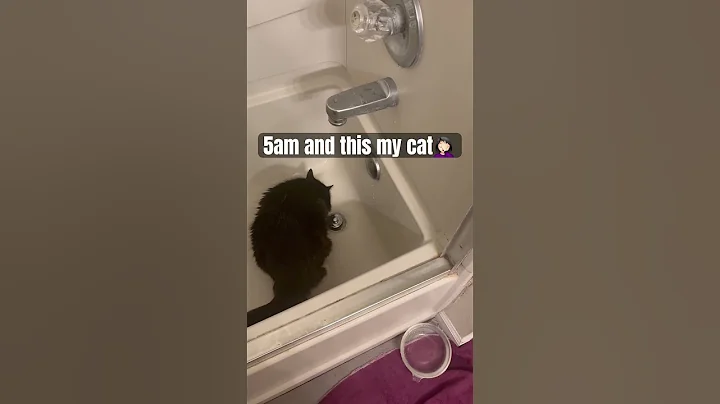 Video 8749311: kitty funny cats pets, pet shower, pet water