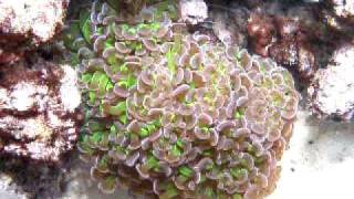Illustration of Tunze Wavebox motion in 300 gallon 8 foot aquarium