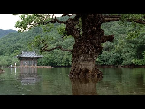 Video 1 hours | Nhạc thiền không lời, tĩnh tâm (Không quảng... - youtube