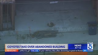Coyotes take over long-abandoned West Hollywood construction site
