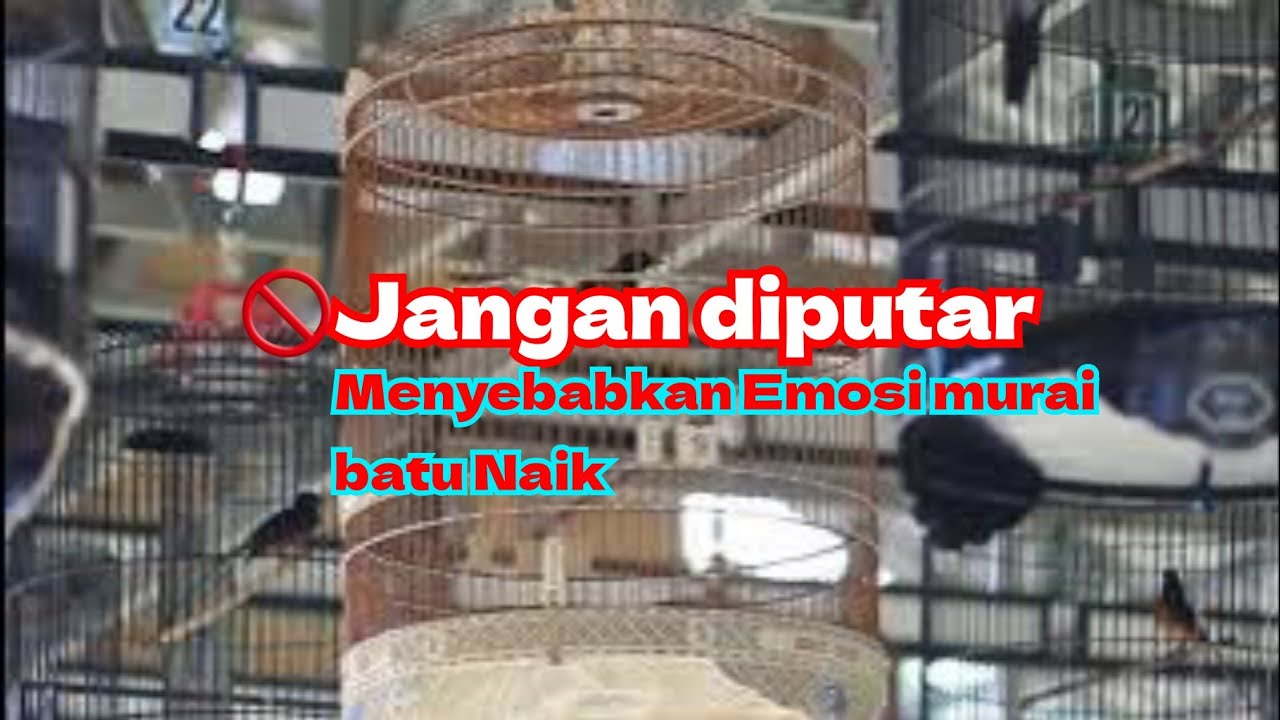 Simulasi murai batu membuat muraibatu anda ikut emosi 