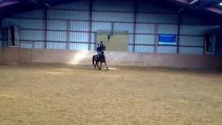 Pony Til Salg Stephanies Tango