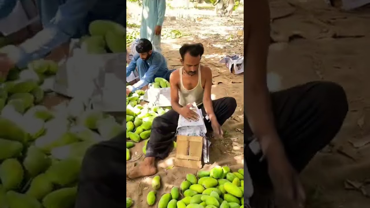 Mango Harvesting in Sindh, Pakistan #shorts | Street Food PK
