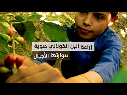جولة في عالم البن الخولاني اليمن