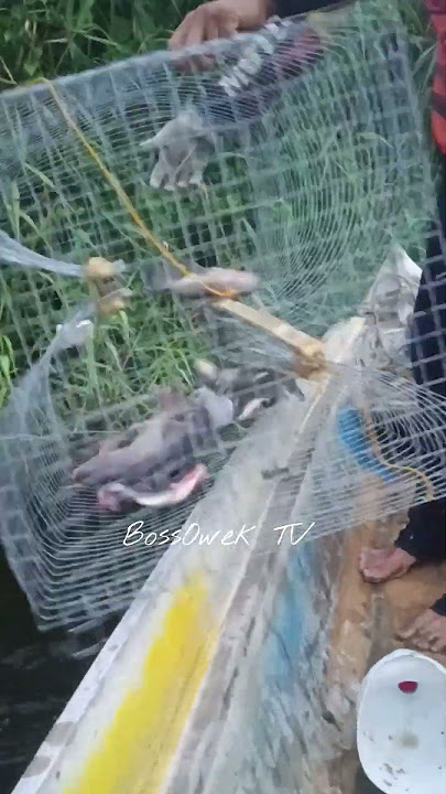 solve na ang pang almusal #fishing #adventure #shortvideo
