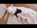 Khao Manee Cat breed Mixed With Siamese(2020) Као Мани Кошка Родила От Сиамского Кота.