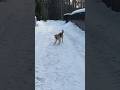 А кто вам помогает убирать снег в загородном доме? #загородныйдом #собака #смех