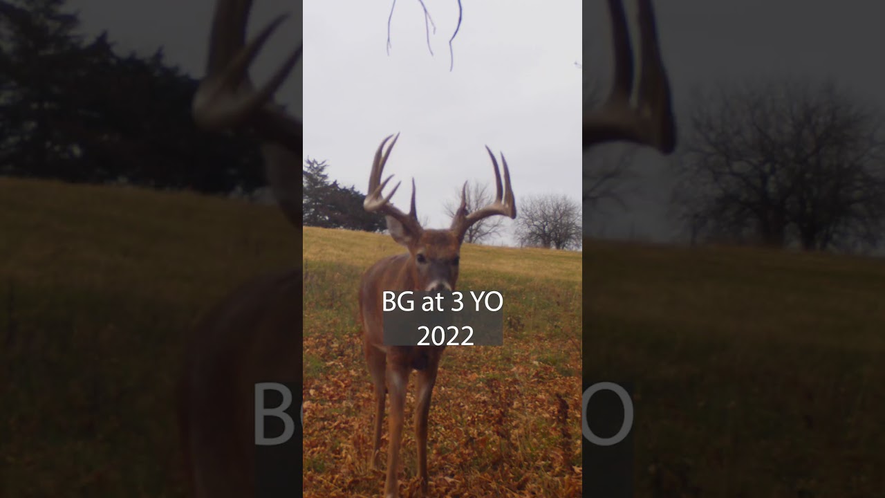 THE BLOW UP FROM A 130" BUCK TO 189"