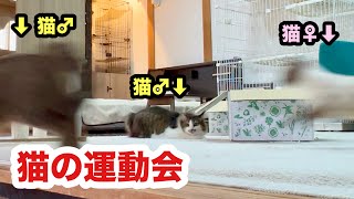 朝から猫の大運動会になってる我が家