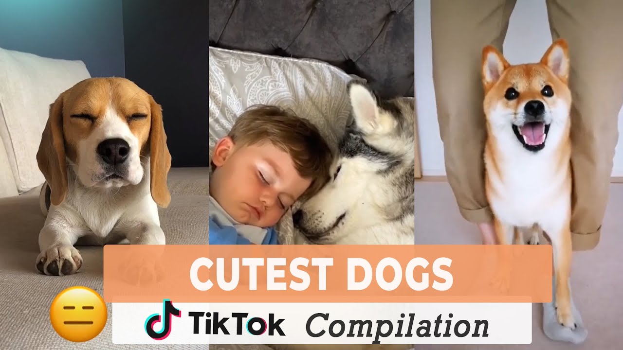 Cutest Dogs TikTok Compilation YouTube