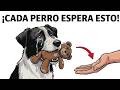 Si tu perro te trae su juguete, ¡HAZLE CASO , ES URGENTE!