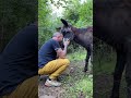 En busca del elefante que se me aparece en sueños