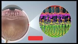 Science facts: How does the bionic eye function?