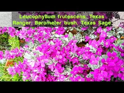 Video: Leucophyllum Perdu
