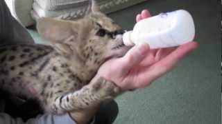 Bottle Feeding a Serval Kitten