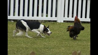 Como ensinar o cachorro a não matar e comer galinhas  Academia de Cães Athos  Manual do Criador