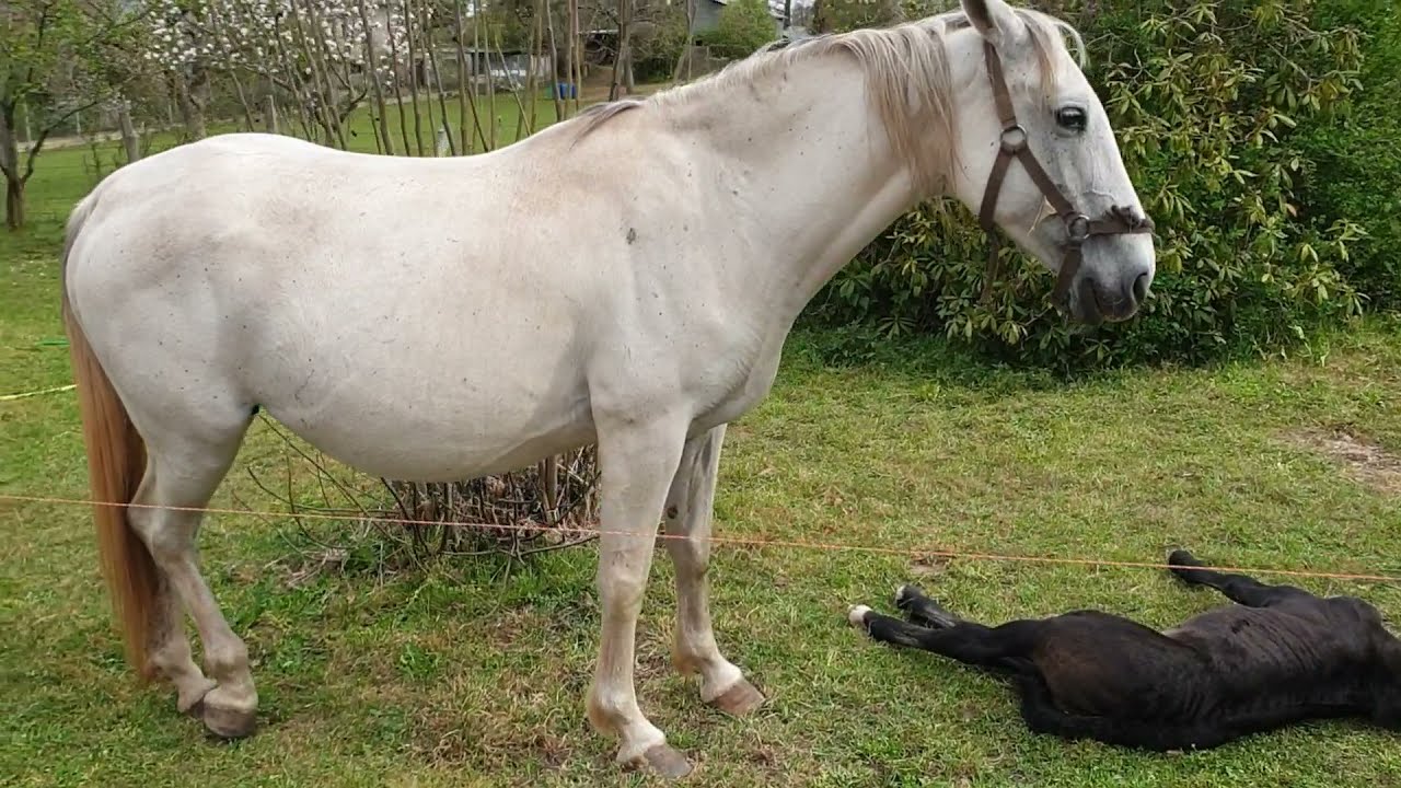 Lipizzan Colt Favory Favory Black