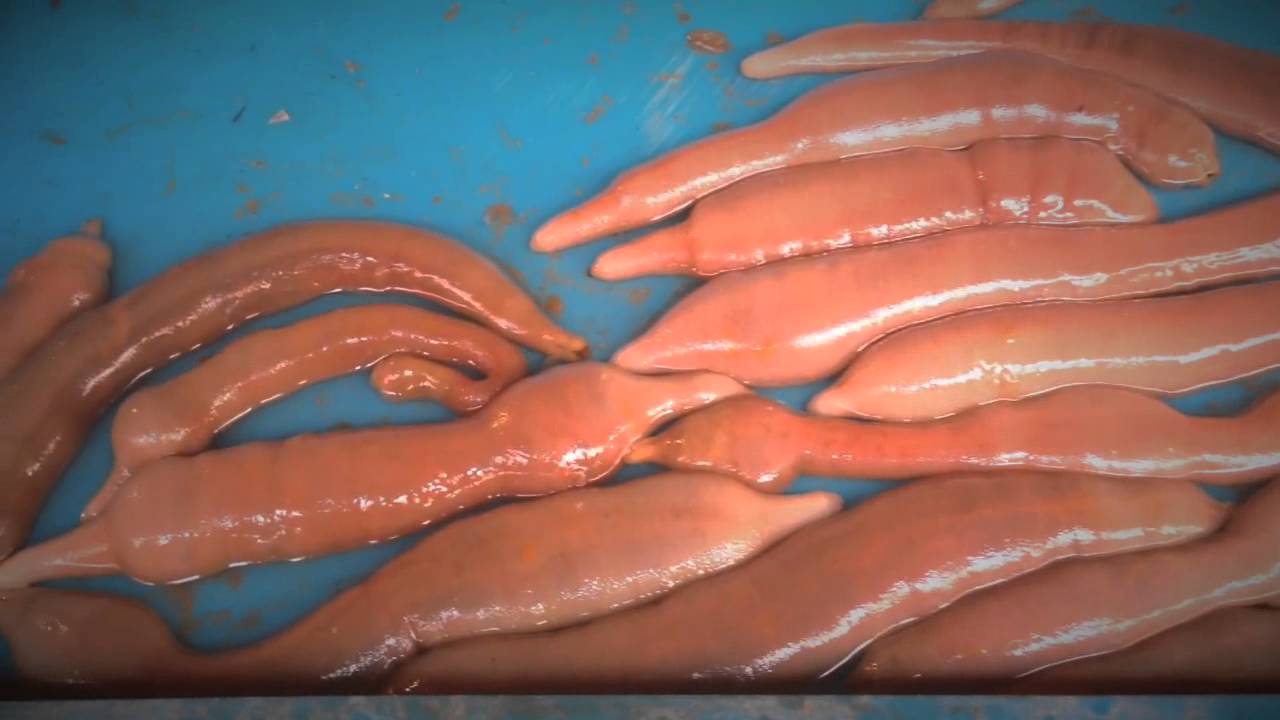 urechis-unicinctus-youtube