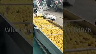 ETT78 Main Engine Corn Nutrition Powder Production Line | Full Automatic Extrusion System