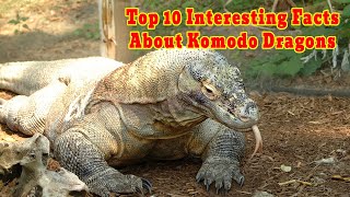 Top 10 Interesting Facts About Komodo Dragons | World Wild Discovery