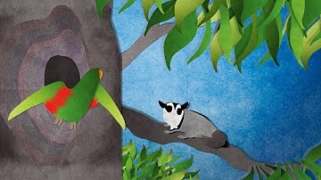 Effective Population Size (Ne) of Swift Parrots | Video Abstract