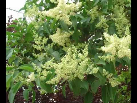 The Health Benefits of Glossy Privet Herb