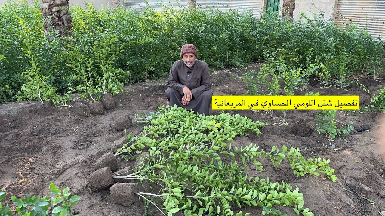 تفصيل شتل اللومي الحساوي في المربعانية مع الزعيم ابوسلمان