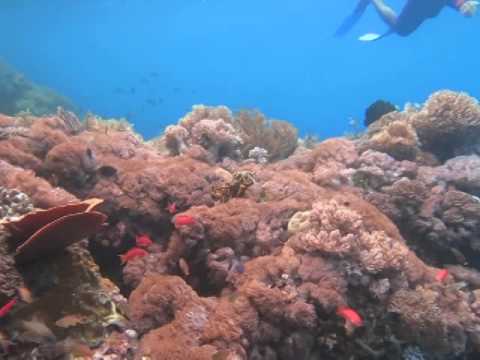 wisata dunia bawah laut  Kabupaten Banggai laut  YouTube