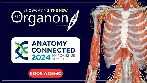 3D Organon at Anatomy Connected 2024