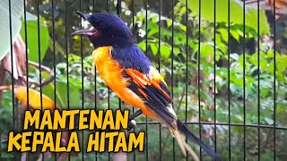 Download Lagu BURUNG MANTEAN kepala hitam gacor MP3