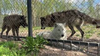 Волки исчезают под землей🐺😳 Маленькие волчата играют с Братишом.