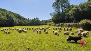Farmer reported to RSPCA for herding own sheep