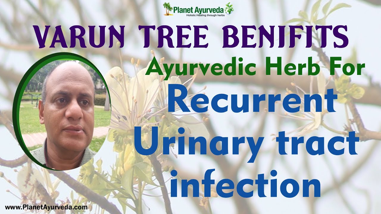 Ayurvedic herb for Recurrent Urinary tract infection Varun Tree YouTube