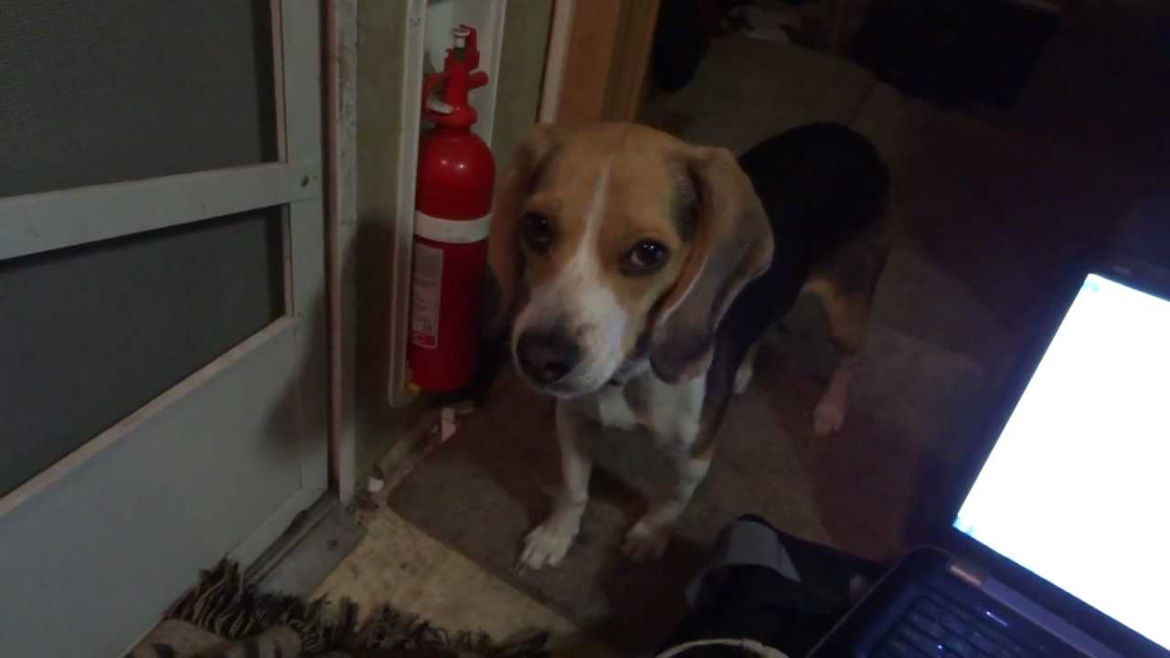 beagle website