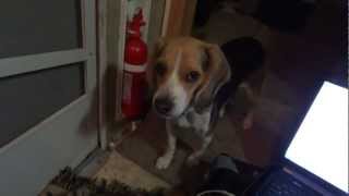 Pocket Beagle Website Buying Video Review Miniature Beagles Temperment w/ Breeder