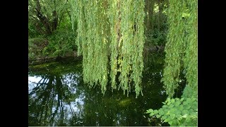 Ивушки Бандера Андрей Кавер Версия От Rutnina