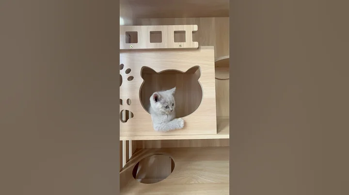 Video 9579051: cat britishshorthair kucing kitten, britishshorthair kucing catlover, britishshorthair cat cute kucing, britishshorthair cat funny kitten