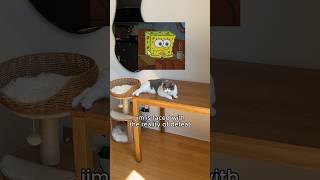 Ragebaiting my cats with neodymium magnets