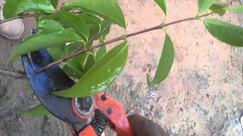 Como plantar o Camu-camu?