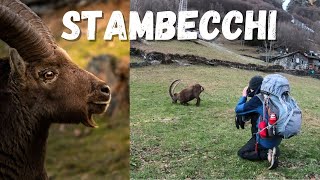 FOTOGRAFARE GLI STAMBECCHI in amore a Maslana