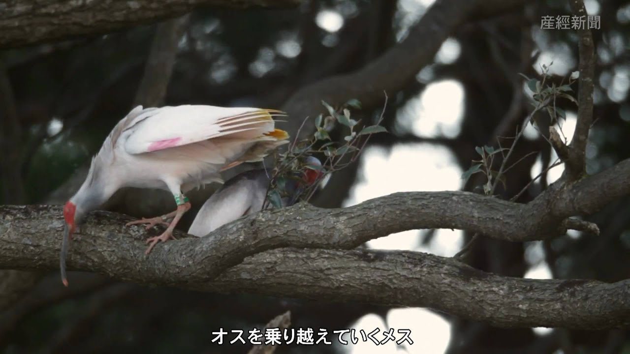 探訪 トキの求愛、トキの鳴き声、自然放鳥での生態を捉えた! - YouTube